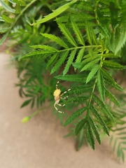 Araneus quadratus