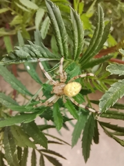 Araneus quadratus