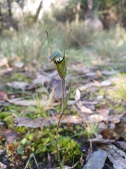 Pterostylis × toveyana