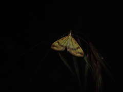 Choristostigma plumbosignalis