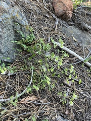 Silene campanulata