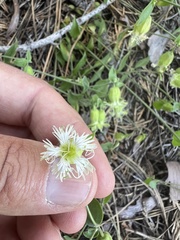Silene campanulata
