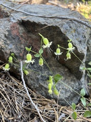 Silene campanulata