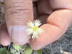 Silene campanulata