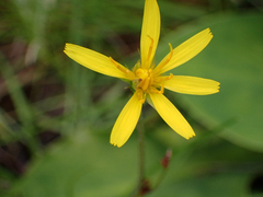 Microseris borealis