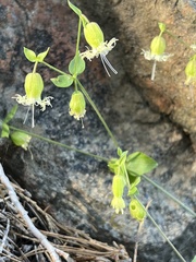 Silene campanulata