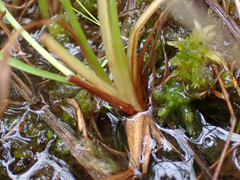 Microseris borealis
