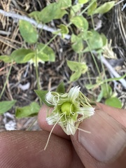 Silene campanulata