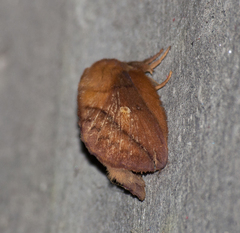 Euthrix potatoria