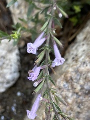 Hedeoma hyssopifolia