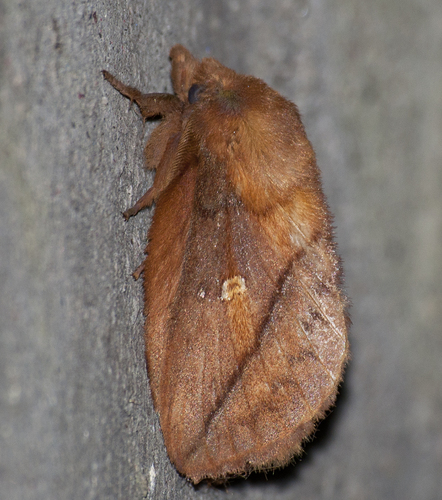 Drinker Moth