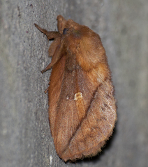 Euthrix potatoria