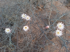 Peniocereus striatus