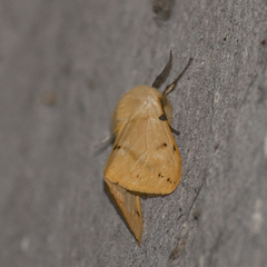 Spilosoma lutea