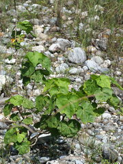 Hibiscus makinoi