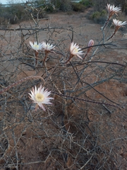 Peniocereus striatus