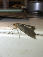 Scotorythra euryphaea