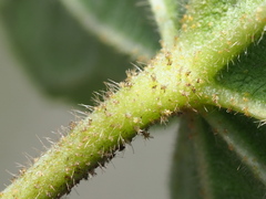 Hibiscus makinoi
