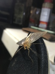 Scotorythra euryphaea