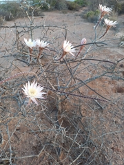 Peniocereus striatus