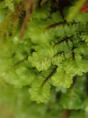 Macrodiplophyllum rubrum