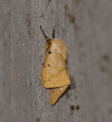 Spilosoma lutea