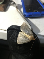 Scotorythra euryphaea