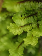 Macrodiplophyllum rubrum