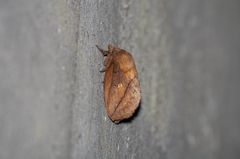Euthrix potatoria