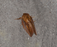 Euthrix potatoria
