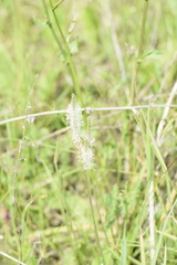 Plantago urvillei