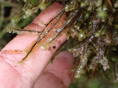 Macrodiplophyllum rubrum