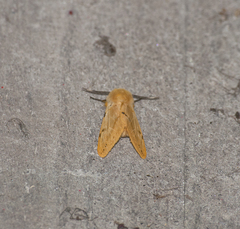 Spilosoma lutea
