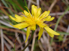 Microseris borealis