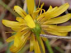 Microseris borealis
