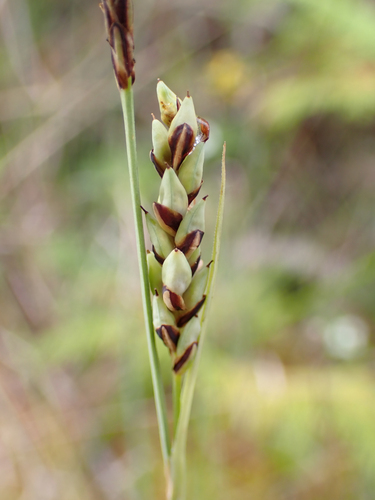 Carex livida iNat (1)