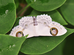 Problepsis plenorbis