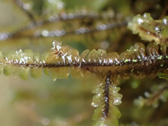 Macrodiplophyllum rubrum