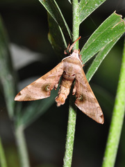 Daphnusa ocellaris