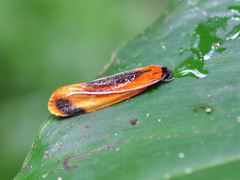 Coryptilum klugii
