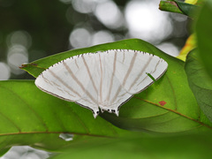 Urapteroides astheniata