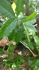Gardenia jasminoides