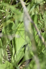 Plantago urvillei