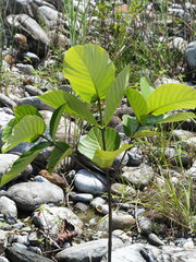 Neonauclea reticulata