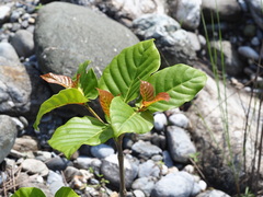 Neonauclea reticulata