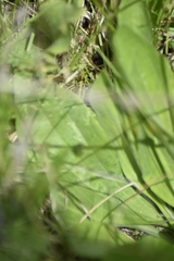 Plantago urvillei