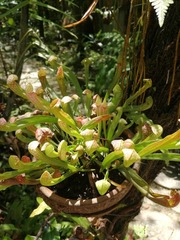 Sarraceniaceae