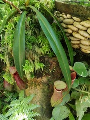Nepenthaceae