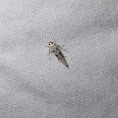 Coleotechnites atrupictella