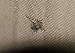 Ecyrus